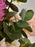Pink Petals Vintage Serenity