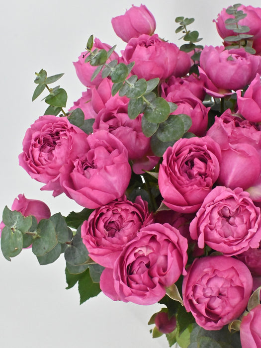 Cerise