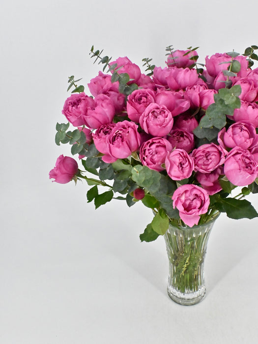 Cerise