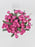 Cerise