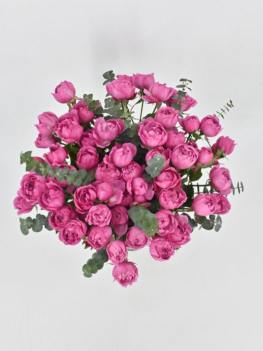 Cerise