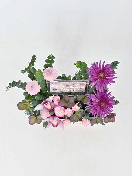 Anastasia Money Garden