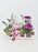 Anastasia Money Garden