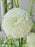 Luxe Garden Floral Money Arrangement
