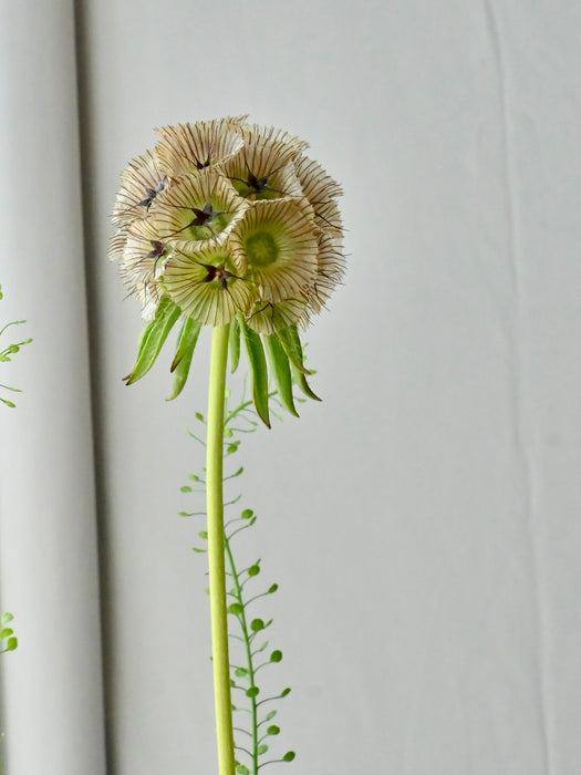 Luxe Garden Floral Money Arrangement