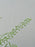 Luxe Garden Floral Money Arrangement
