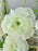 Luxe Garden Floral Money Arrangement