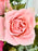 Girlie Garden