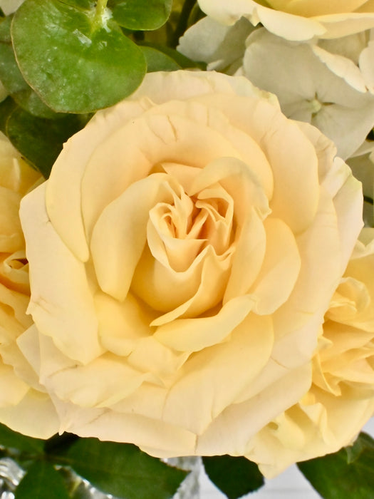 Salinero Beauty