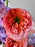 Coral Dreams Floral Arrangement