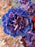 Coral Dreams Floral Arrangement