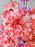 Coral Dreams Floral Arrangement