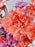 Coral Dreams Floral Arrangement