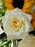 Golden Sunflower & Blush Garden Bouquet