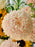 Golden Sunflower & Blush Garden Bouquet