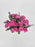 Cerise love