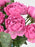 Cerise love