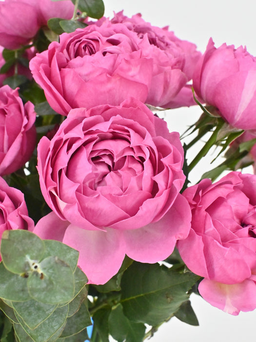 Cerise love