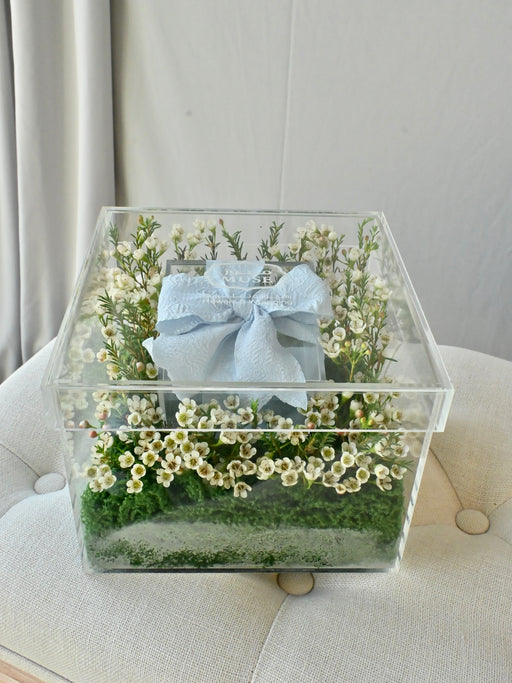 Chamelaucium Money Gift Box with Blue Ribbon