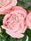 Bombastic Bloom