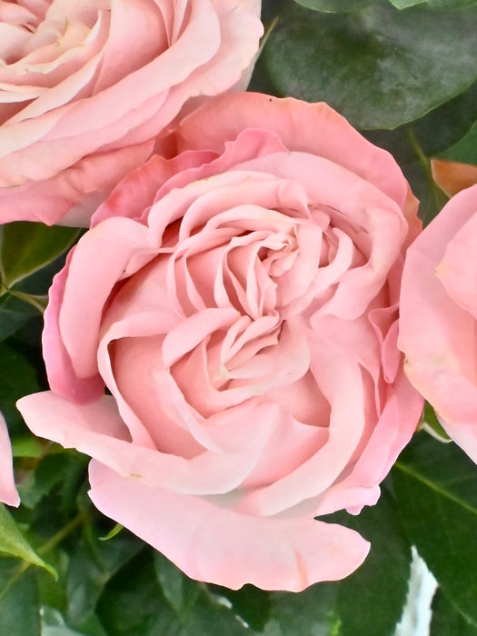 Bombastic Bloom