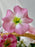 Pink Blossom Money Gift Basket