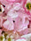 Pink Blossom Money Gift Basket