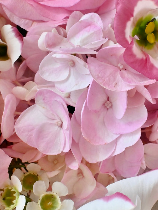 Pink Blossom Money Gift Basket
