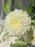 Coco Chrys Money Flower Garden