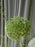 Coco Chrys Money Flower Garden