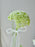 Coco Chrys Money Flower Garden