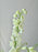 Coco Chrys Money Flower Garden