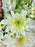 Coco Chrys Money Flower Garden