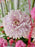Pink Garden Elegance Money Gift