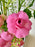 Pink Garden Elegance Money Gift