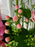 Pink Garden Elegance Money Gift
