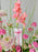 Pink Garden Elegance Money Gift