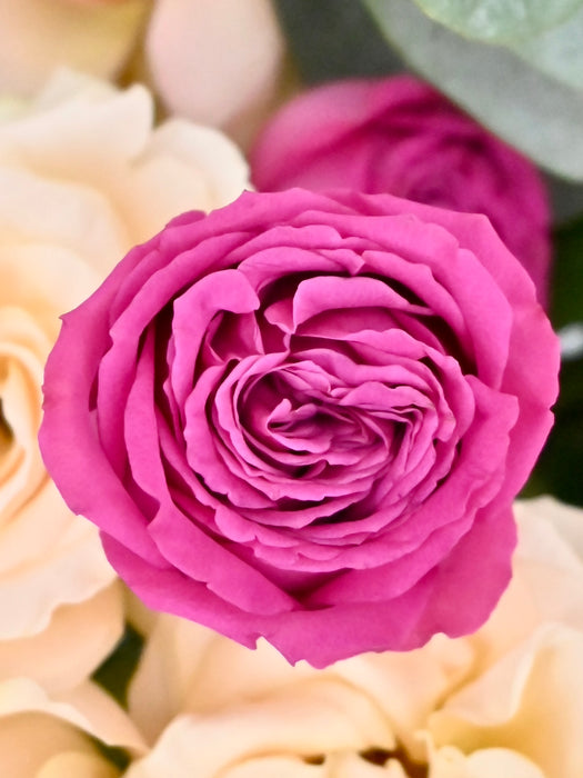 Rowena Roses Spray Garden Roses — MUSE Flowers & Wrapping