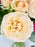 Spray Garden Roses