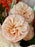 Blush and Bloom Money Gift Bouquet