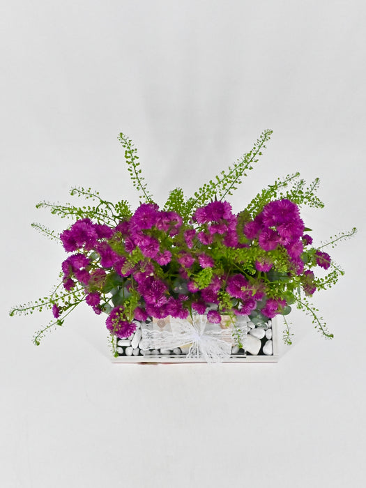 Aster
