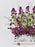Aster