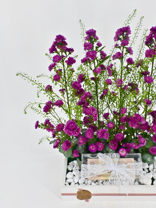 Aster