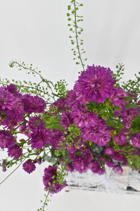 Aster