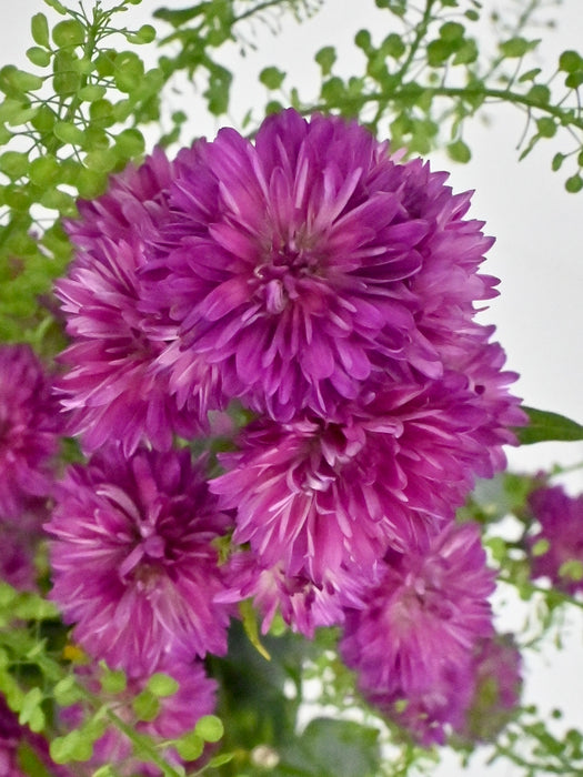 Aster