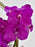 Vanda