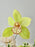 Lime Blossom Elegance