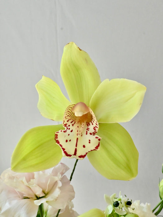 Lime Blossom Elegance
