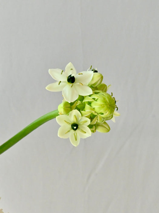 Lime Blossom Elegance