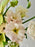 Lime Blossom Elegance